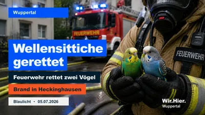 Feuerwehr rettet Wellensittiche in Wuppertal