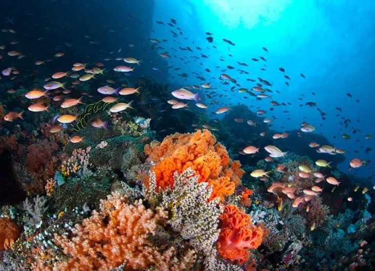 Diving in Puerto Galera